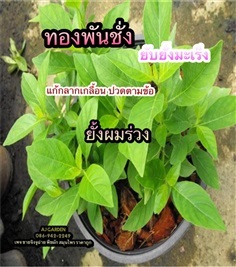 ต้นทองพันชั่ง | AJ Garden -  นนทบุรี