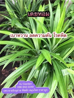 เตยหอม | AJ Garden -  นนทบุรี