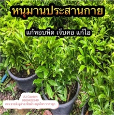 หนุมานประสานกาย | AJ Garden -  นนทบุรี