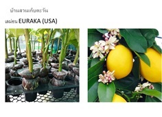 เลม่อนยูเรก้า EURAKA (USA)