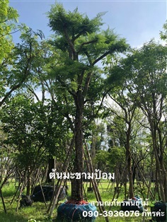 ต้นมะขามป้อม  | ณภัทร  พันธุ์ไม้ - องครักษ์ นครนายก