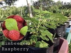 Himbeeren Raspberry