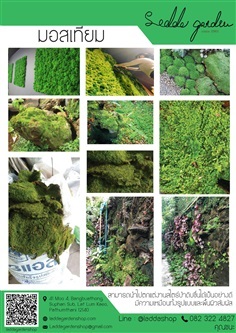 มอสเทียม (Artificial Moss Panel)