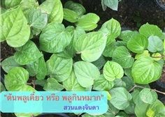 ต้นพลูเคี้ยว | สวนแดงจินดา -  เชียงใหม่