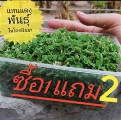 แหนแดง Azolla กรม วช.เกษตร ส่งเสริม 1 ชุดก็ส่ง!