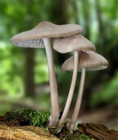 สปอร์เห็ด Mycena galericulata