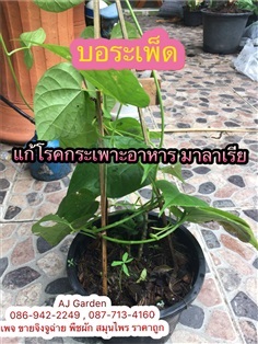 บอระเพ็ด | AJ Garden -  นนทบุรี