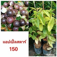 แอปเปิลสตาร์ ต้นละ 150 บาท ส่งตรงถึงบ้าน ไม่มีขั้นต่ำค่ะ