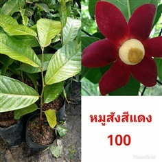 หมูสังสีแดง ต้นละ 100 บาท ส่งตรงถึงบ้าน ไม่มีขั้นต่ำค่ะ