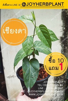 ผักเชียงดา ซื้อ10ต้นแถม1ต้น ส่งทั่วประเทศ | ร้านจอยต้นสมุนไพร - หนองแขม กรุงเทพมหานคร