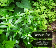 ต้นฟ้าทะลายโจร | บ้านหญ้าหวาน โตนานการ์เด้น นนทบุรี - ปากเกร็ด นนทบุรี