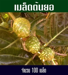 เมล็ดพันธ์ต้นยอ