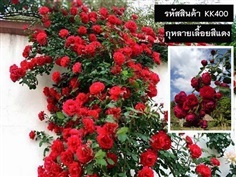 จำหน่ายเมล็ดพันธุ์กุหลายเลื้อยสีแดง (เมล็ดพันธุ์คุณภาพดี)