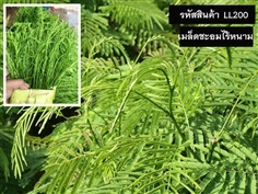 จำหน่ายเมล็ดพันธุ์ชะอมไร้หนาม (เมล็ดพันธุ์คุณภาพดี ราคาถูก)