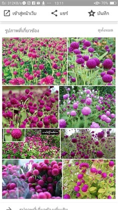 เมล็ดพันธุ์บานไม่รู้โรยสีขาว