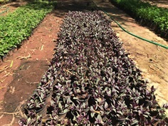 ก้ามปูหลุด ปีกแมลงสาบ Wandering Jew ไม้ล้มลุก