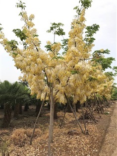 คูณขาว | สวนกนกกาญจน์ - ประจันตคาม ปราจีนบุรี