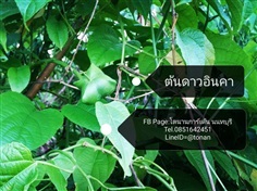 ต้นถั่วดาวอินคา | บ้านหญ้าหวาน โตนานการ์เด้น นนทบุรี - ปากเกร็ด นนทบุรี