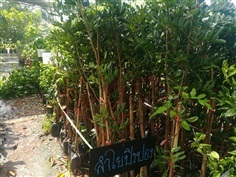 ลำไยปิงปอง ลำไยเวียตนาม กิ่งตอน สูง 1.5 เมตร  | Drenglish Garden มหาสารคาม - กันทรวิชัย มหาสารคาม