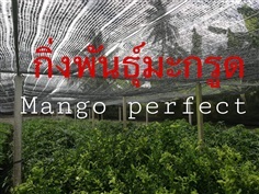 มะกรูด | Mango perfect  - ศรีสัชนาลัย สุโขทัย