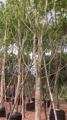 ต้นแคนา | สวน ทับทิม การ์เด้นท์ - แก่งคอย สระบุรี