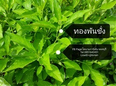 ต้นทองพันชั่ง | บ้านหญ้าหวาน โตนานการ์เด้น นนทบุรี - ปากเกร็ด นนทบุรี