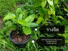 ต้นรางจืด | บ้านหญ้าหวาน โตนานการ์เด้น นนทบุรี - ปากเกร็ด นนทบุรี