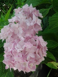 ต้นดอกไฮเดรนเยีย | ไฮเดรนเยียที่รัก -  นนทบุรี