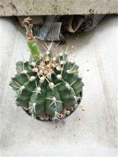 ฟลาวเวอร์ cactus