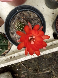 ฟลาวเวอร์ cactus สีแดง