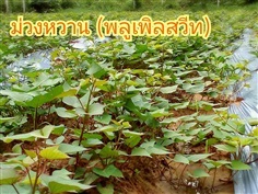 ต้นพันธุ์มันญี่ปุ่น ม่วง  ขายส่วนยอดยาว 30 ซม.