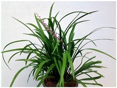 Liriope muscari ดอกสีม่วงอ่อน