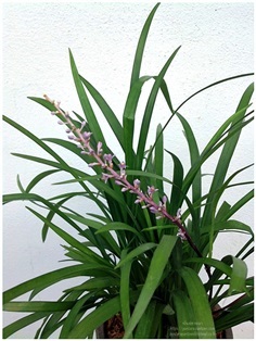 Liriope muscari ดอกสีม่วงอ่อน