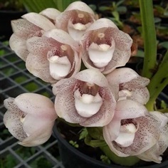 กล้วยไม้นกพิราบ(Peristeria elata x cerina) | รักษ์กล้วยไม้@bymongkorn - เมืองฉะเชิงเทรา ฉะเชิงเทรา