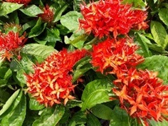 เข็มเศรษฐี - Ixora coccinea L. (กทม)