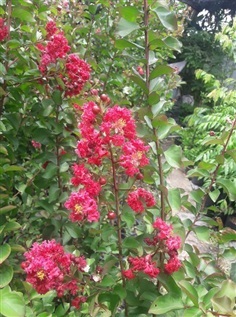 ต้นยี่เข่งสีแดง - Red Crape Myrtle (กทม)      