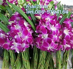 กล้วยไม้กำเตยจากสวน | สวนนรัชยา - วัฒนา กรุงเทพมหานคร