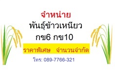 เมล็ดพันธุ์ข้าวเหนียว กข6 / กข10