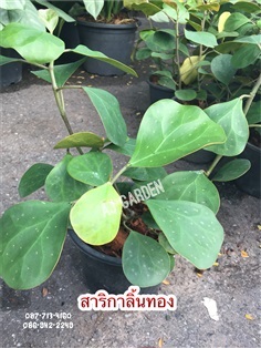 สาริกาลิ้นทอง | AJ Garden -  นนทบุรี