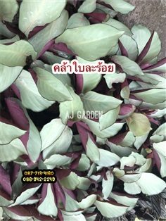 คล้าใบละร้อย