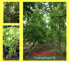 สะเดาทวาย | บ้านสวนเชิงดอย/Home18 - สองพี่น้อง สุพรรณบุรี