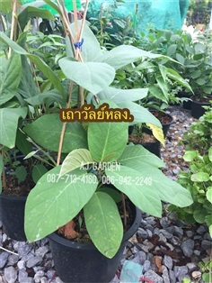 เถาวัลย์หลง | AJ Garden -  นนทบุรี