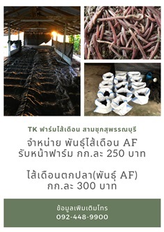 พันธุ์ไส้เดือน AF กก.ละ 250 บาท  