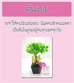 ต้นมะยม | PP Flowers  - สัมพันธวงศ์ กรุงเทพมหานคร