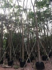 ต้นชมพูพันธุ์ทิพ | สวน ทับทิม การ์เด้นท์ - แก่งคอย สระบุรี