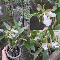 กล้วยไม้ | Lp orchid - กระทุ่มแบน สมุทรสาคร