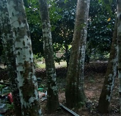 ไม้หอม จำนวน 150 ต้น เจาะรูแล้ว อายุ 15 ปี | สวนดำเนิน จันทบุรี - นายายอาม จันทบุรี
