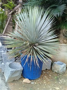 ยุคค่า (Yucca Rostrata)