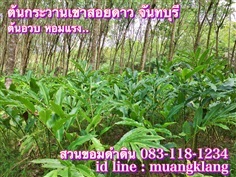 กระวาน