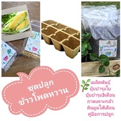 ชุดปลูกข้าวโพดหวาน | ลิตเติ้ลพาร์ค Little Park - บางกรวย นนทบุรี